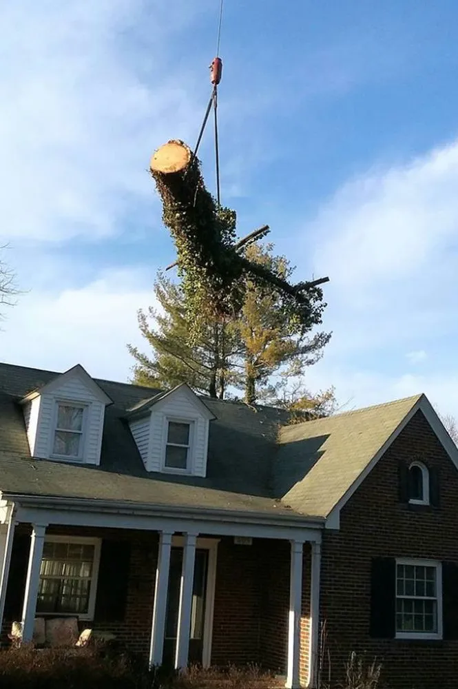 Reliable landscape installation in Christiansburg, VA by Curb Appeal Landscaping and Tree Service