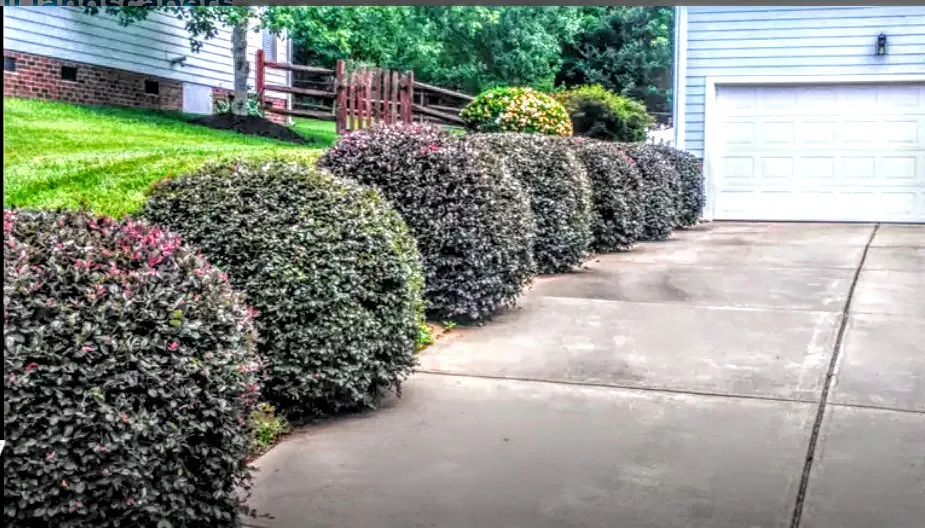Reliable landscape installation experts serving Charlotte, NC - Curb Appeal Landscaping