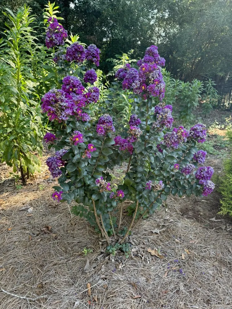 Top-rated outdoor landscaping experts serving Statham, GA - Curb Appeal Lawn Care & More