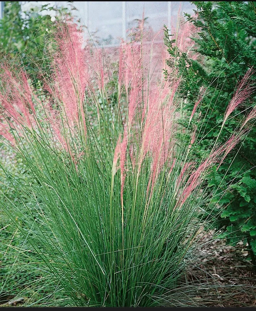 Custom yard cleanup service experts serving Statham, GA - Curb Appeal Lawn Care & More