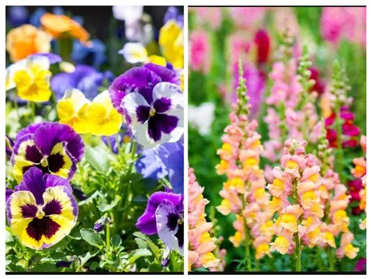 Curb Appeal Lawn Care & More