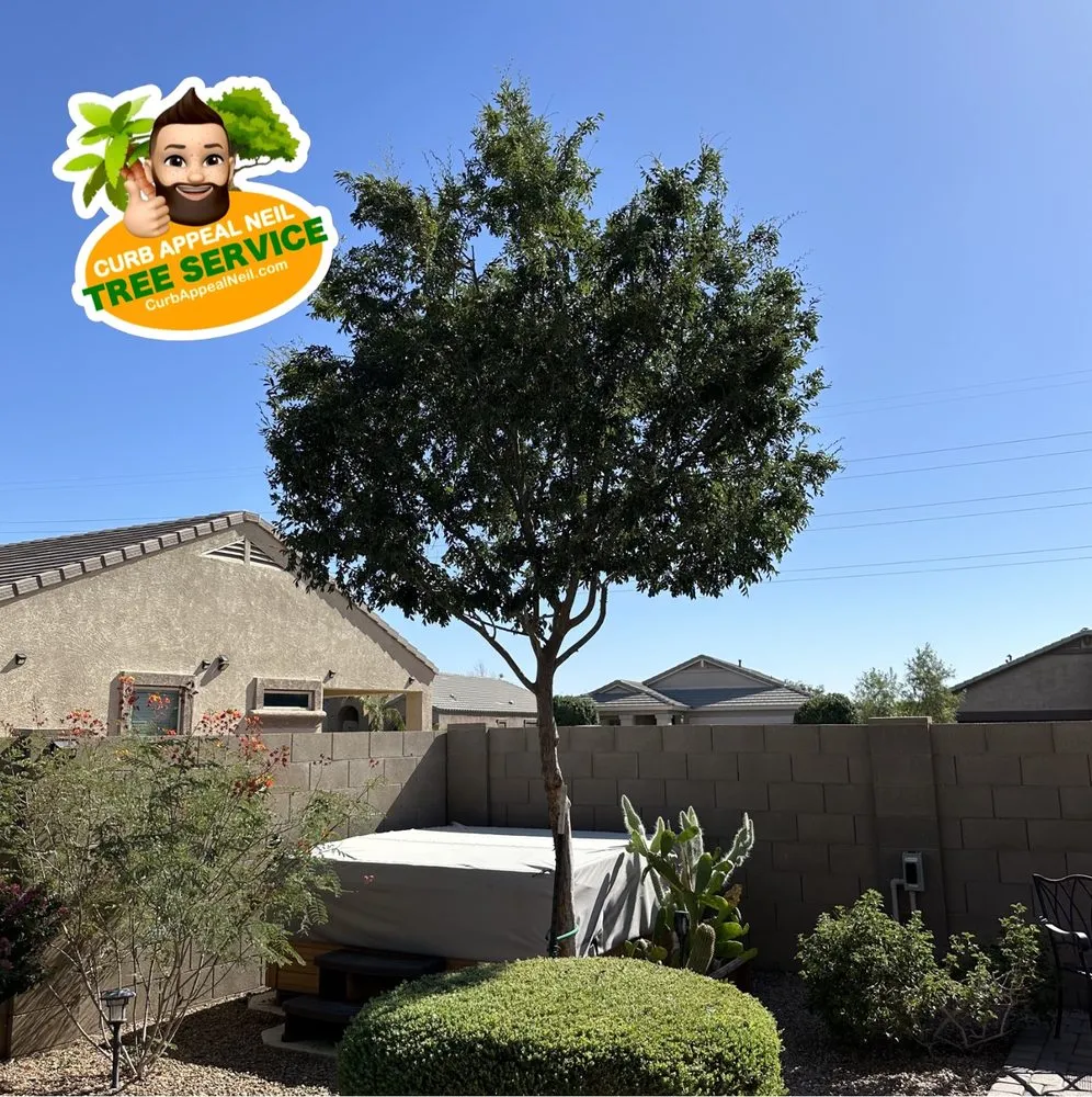 Reliable yard maintenance experts serving Maricopa, AZ - Curb Appeal Neil