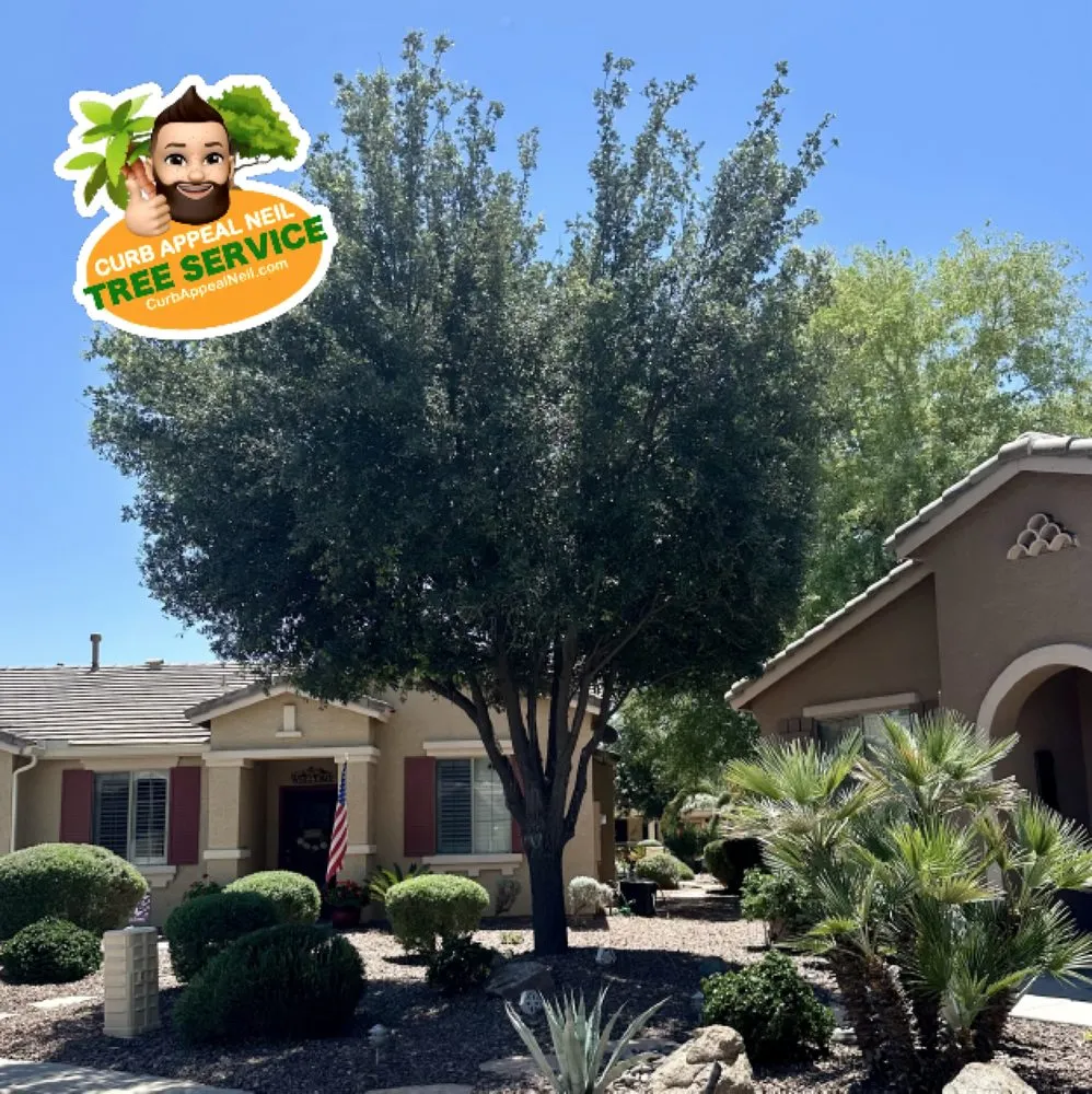 Reliable landscaping services in Maricopa, AZ - Curb Appeal Neil