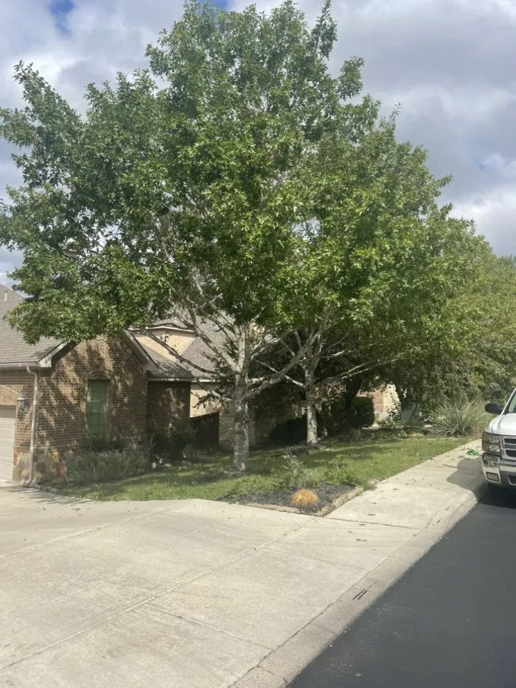 Top-rated yard cleanup service for year-round maintenance across San Antonio, TX - Curb Appeal