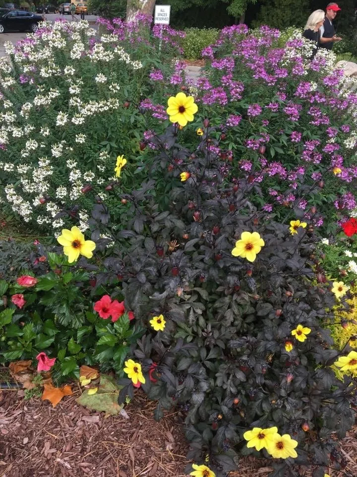 Trusted residential landscaping for beautiful yards in Evans, GA by Curb Appeal Services