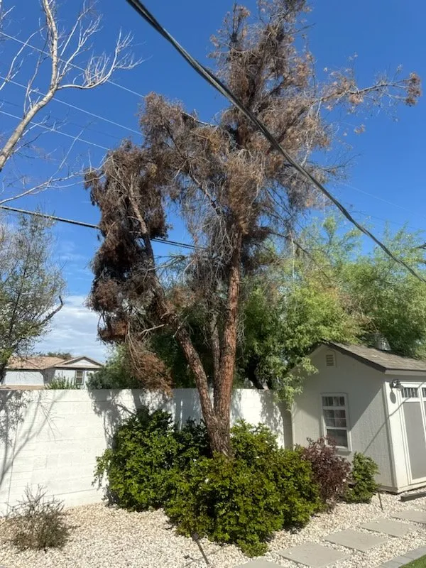 Top-rated landscape design experts serving Tempe, AZ - Curb Appeal