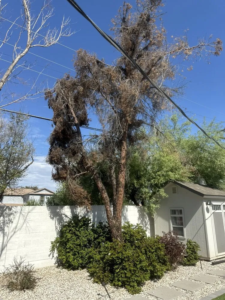 Local garden landscaping for homes in Tempe, AZ by Curb Appeal