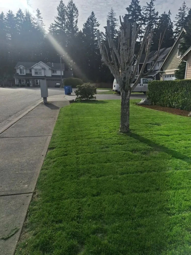 Local lawn mowing service experts serving Lakewood, WA - Curiel Landscaping