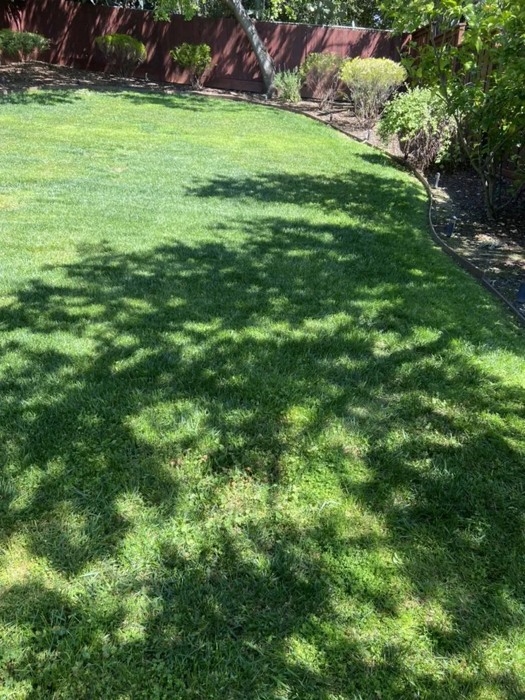 Affordable landscape installation in Redwood City, CA by Curincita's Gardening