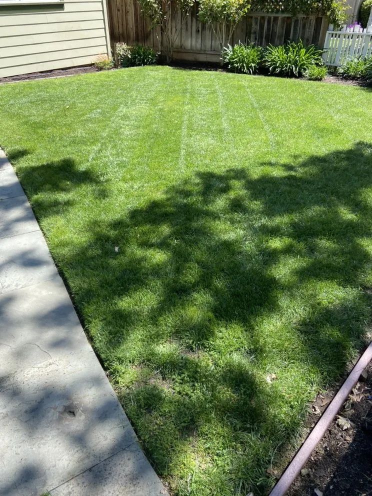 Local lawn care service in Redwood City, CA - Curincita's Gardening