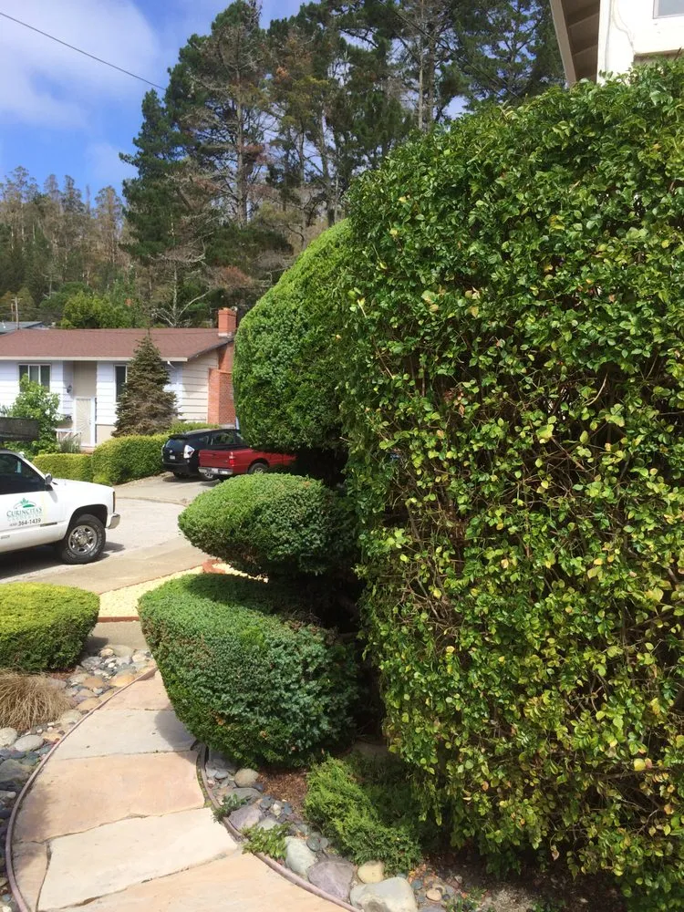 Trusted landscape installation in Redwood City, CA - Curincita's Gardening