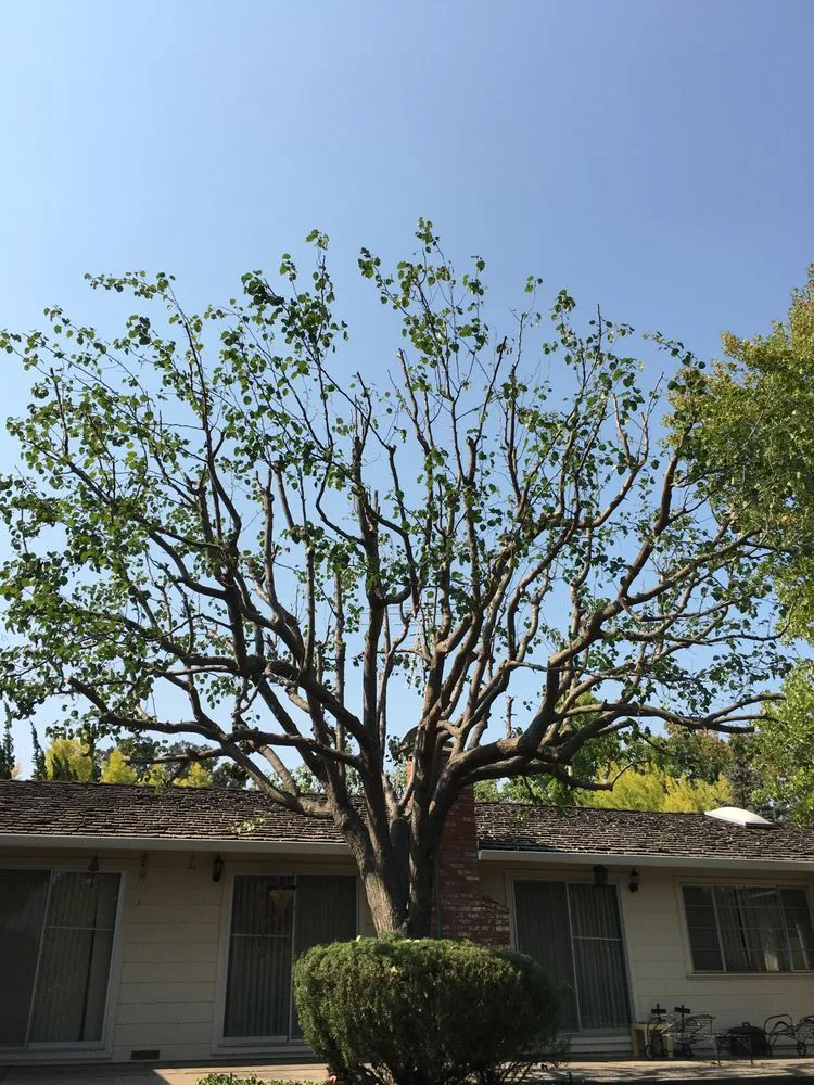 Reliable garden landscaping for year-round maintenance across Redwood City, CA - Curincita's Gardening