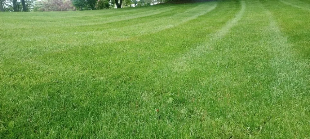 Professional yard maintenance experts serving Sodus, NY - Currington Lawn Care