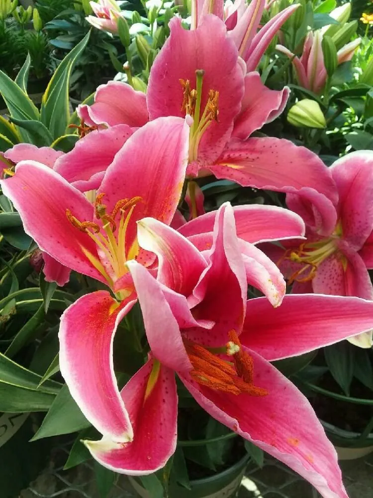 Reliable lawn care service in DeFuniak Springs, FL by Curry Outdoor Services & More