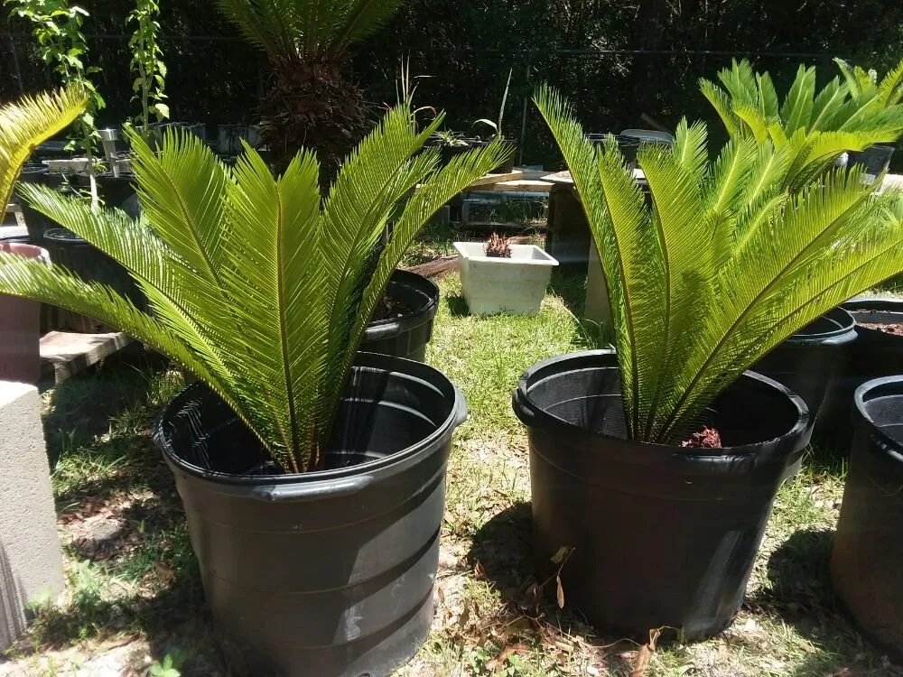 Trusted residential landscaping experts serving DeFuniak Springs, FL - Curry Outdoor Services & More