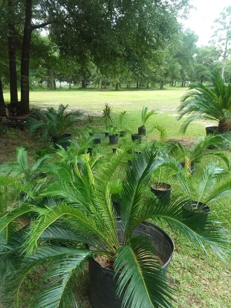 Professional outdoor landscaping for beautiful yards across DeFuniak Springs, FL - Curry Outdoor Services & More