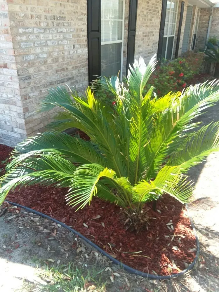 Local lawn mowing service in DeFuniak Springs, FL - Curry Outdoor Services & More