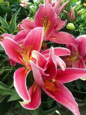 Curry Outdoor Services & More