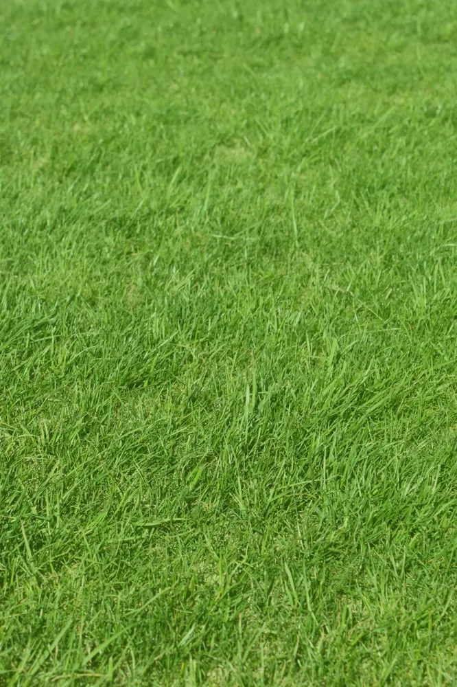 Reliable lawn mowing service for year-round maintenance across Athens, GA - Curry's Lawn Service