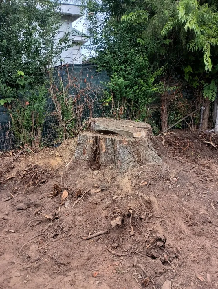 Top-rated landscape design for year-round maintenance in Thomasville, NC by Curry's Stump Removal