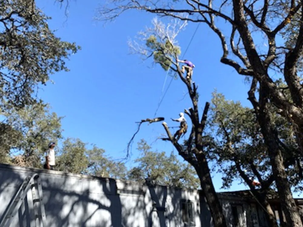 Trusted landscape design in Kingsland, TX by Curtis-C Tree & Lawn Services