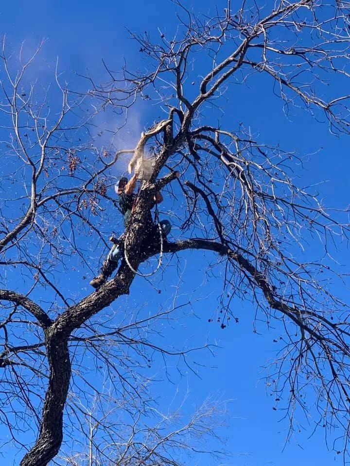 Affordable residential landscaping in Kingsland, TX by Curtis-C Tree & Lawn Services