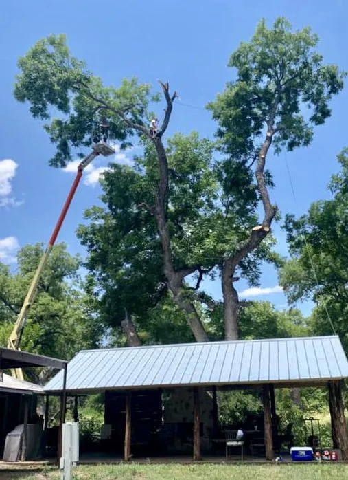 Trusted lawn care service in Kingsland, TX by Curtis-C Tree & Lawn Services