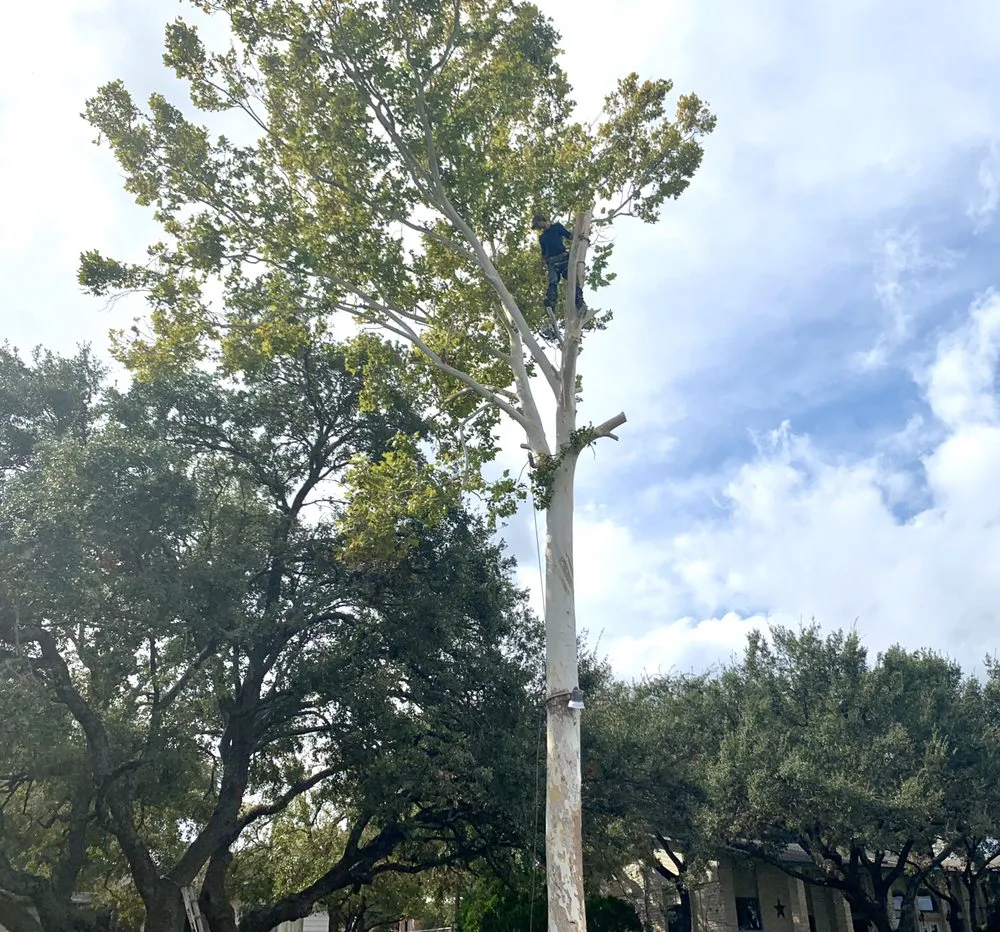 Affordable landscape design in Kingsland, TX by Curtis-C Tree & Lawn Services