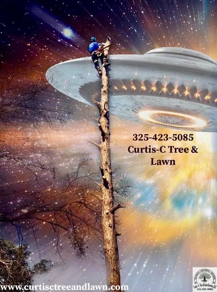 Reliable lawn care service near you across Kingsland, TX - Curtis-C Tree & Lawn Services