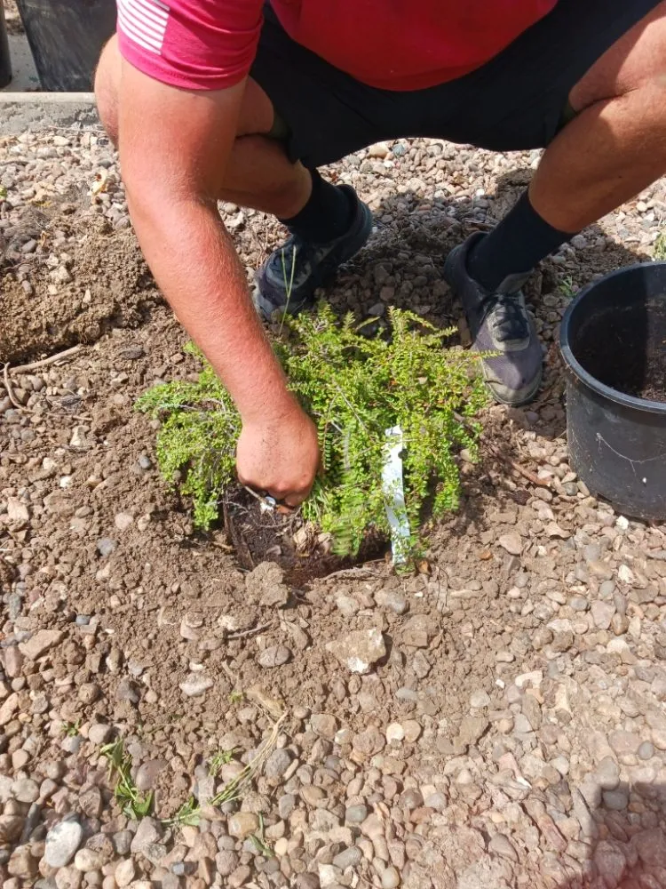 Reliable yard cleanup service in La Plata, MO by Curtis Contracting