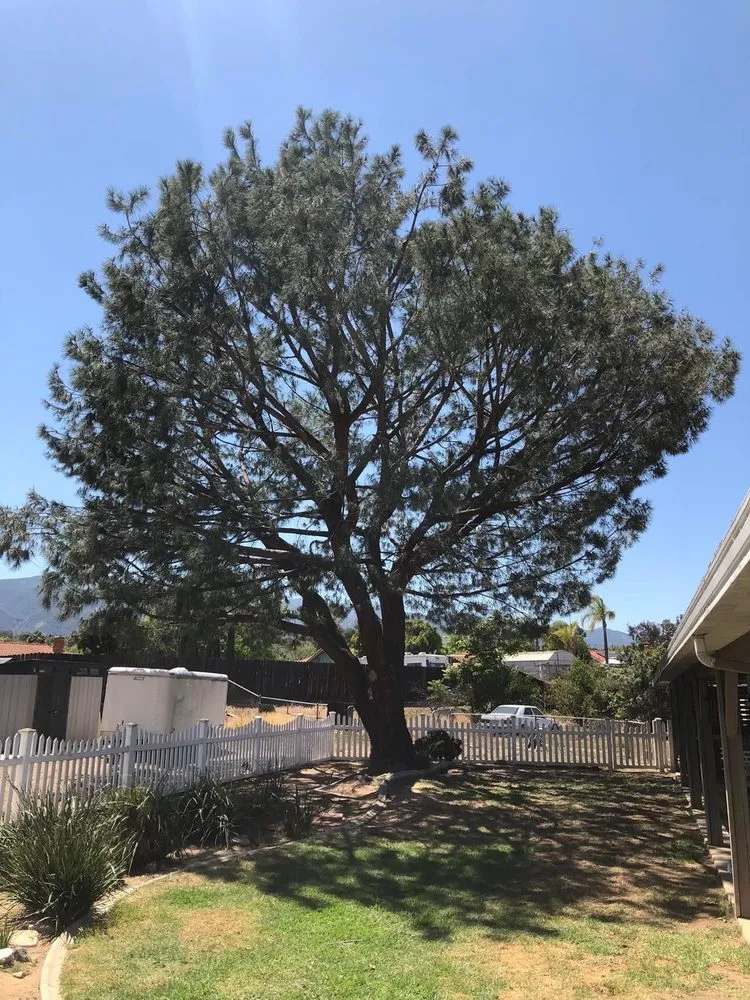 Professional lawn mowing service for beautiful yards across Winter Springs, FL - Curtis Family Renovations