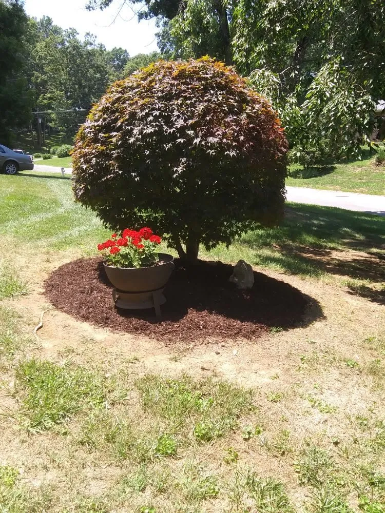 Local landscaping services in Piney Flats, TN - Curtis Lawn Maintenance