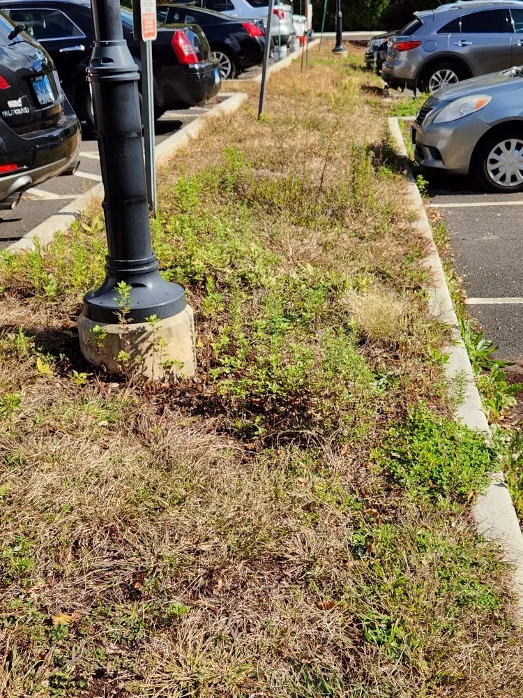 Professional yard maintenance in Norwalk, CT by Curt's All Maintenance