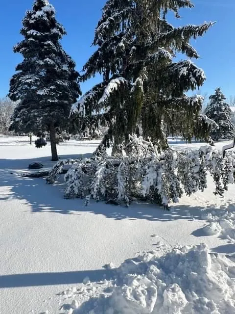 Affordable landscaping services for outdoor upgrades in Novi, MI by Curt’s Services