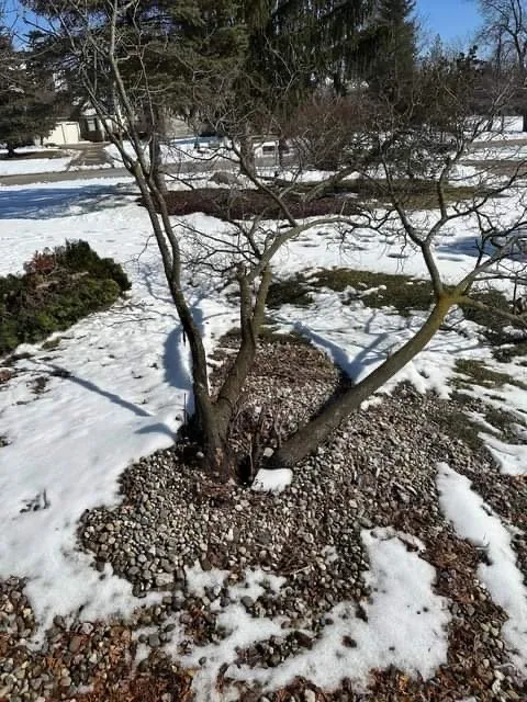 Local lawn mowing service for residential properties across Novi, MI - Curt’s Services