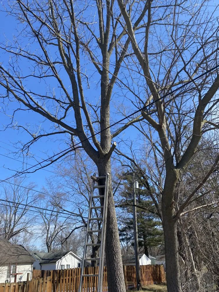 Expert yard maintenance in Novi, MI by Curt’s Services