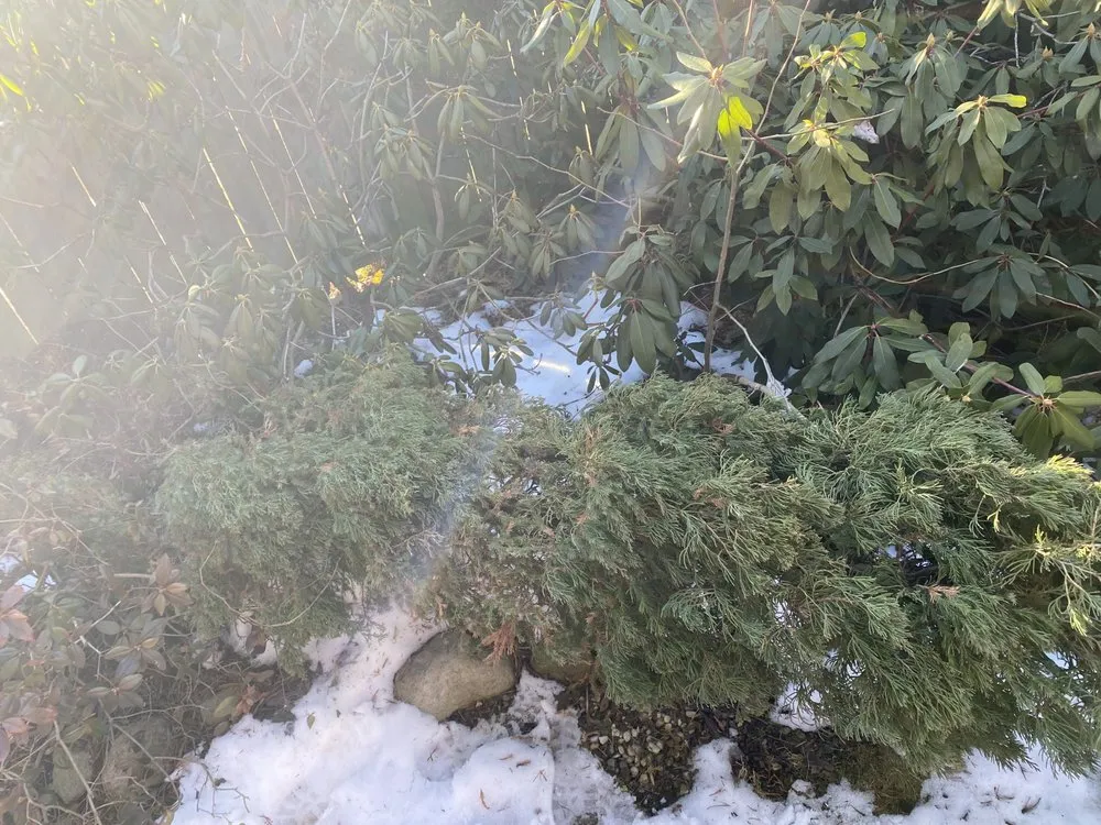 Trusted yard cleanup service in Novi, MI - Curt’s Services