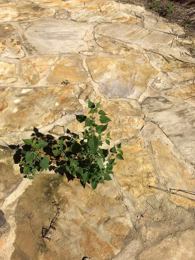 Reliable lawn care service experts serving Sugar Hill, GA - Curvature Landscapes & Design