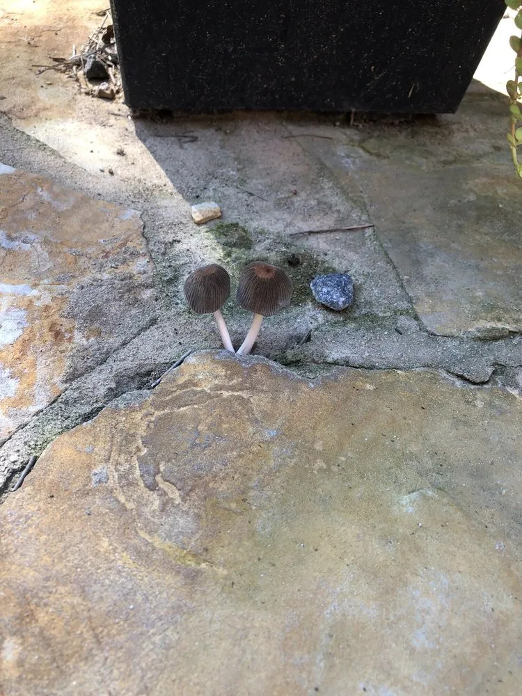 Reliable outdoor landscaping in Sugar Hill, GA - Curvature Landscapes & Design