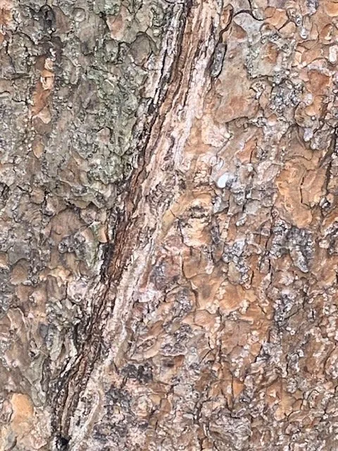 Trusted landscaping services experts serving Granger, IN - Custom & Moore Tree Experts