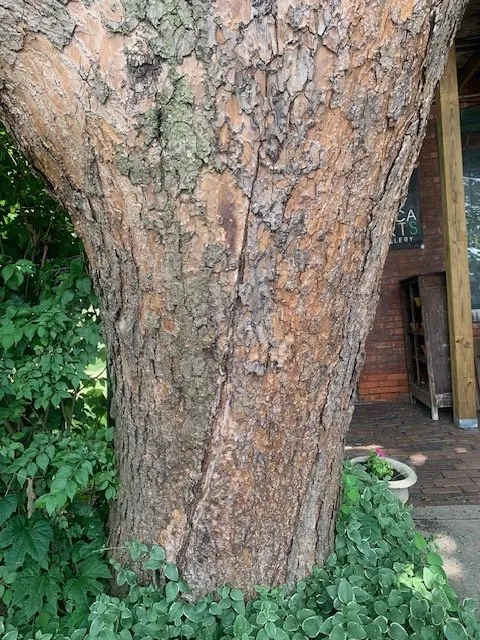 Expert landscape installation for outdoor upgrades across Granger, IN - Custom & Moore Tree Experts