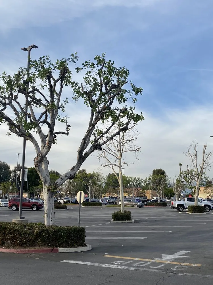 Local lawn care service near you across Inland Empire, CA - Custom Built Landscaping