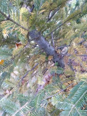 Custom Caretaking & Landscaping