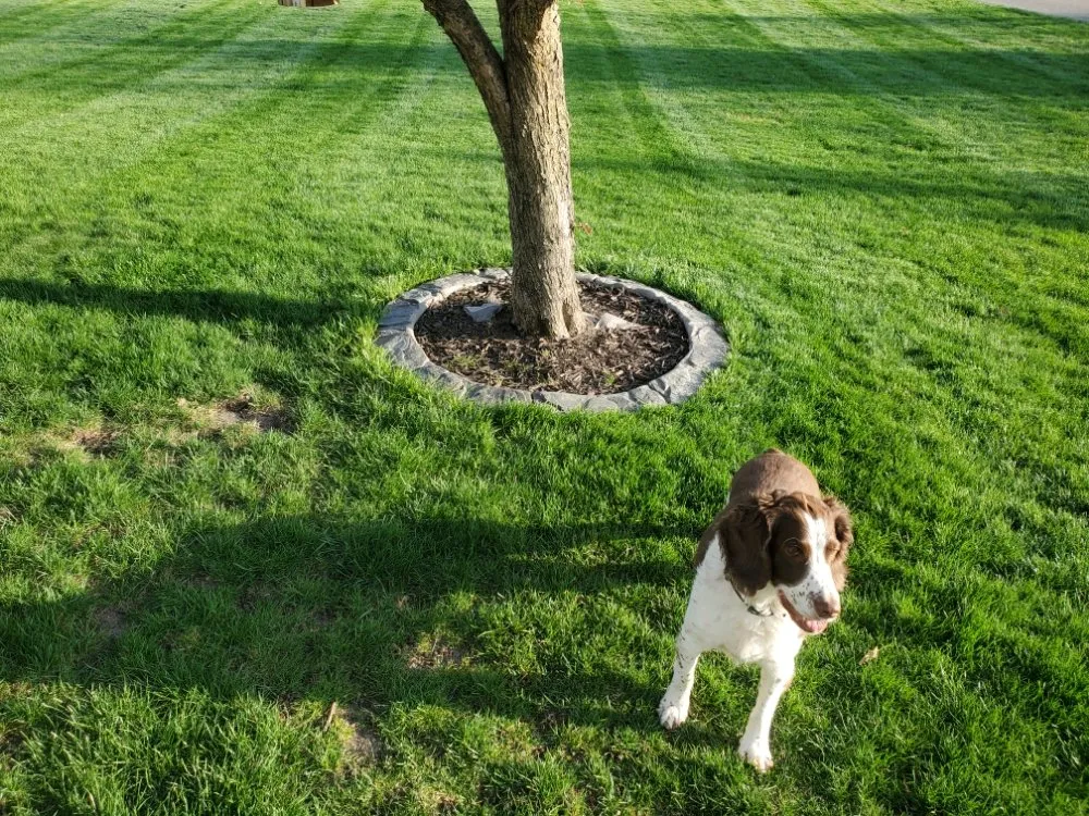 Expert yard cleanup service in Rosemount, MN - Custom Curb Appeal