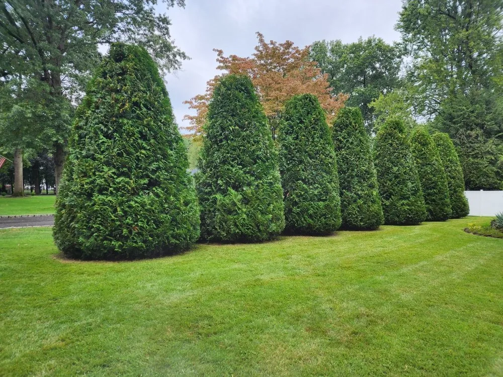 Expert landscape design in Morris Plains, NJ - Custom D&C Landscaping