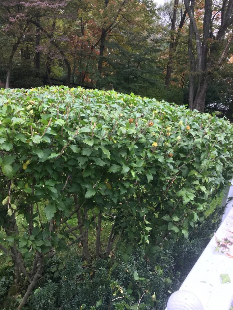 Custom yard maintenance for year-round maintenance across Morris Plains, NJ - Custom D&C Landscaping