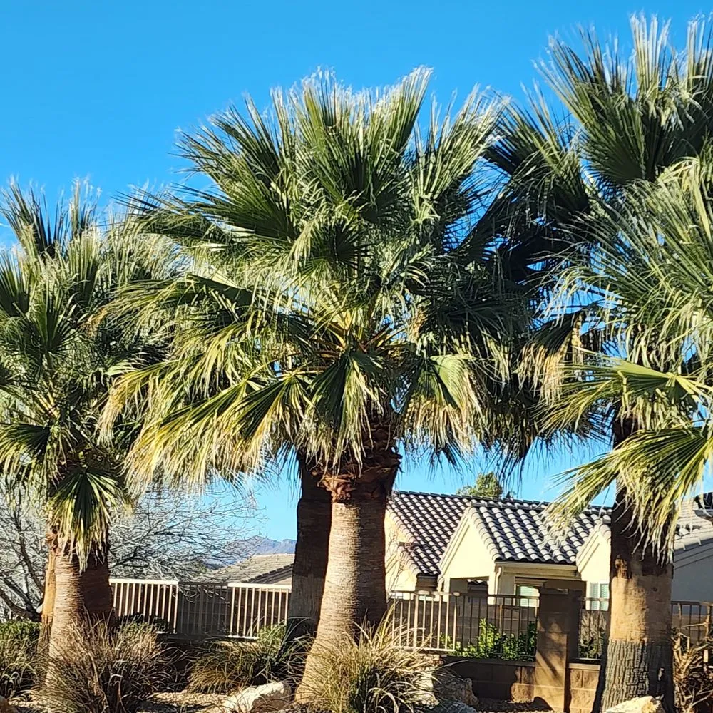 Trusted garden landscaping experts serving Saint George, UT - Custom Escapes