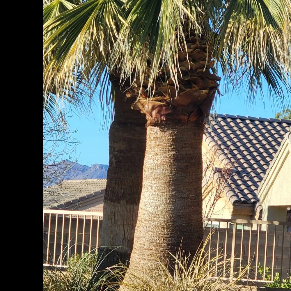Expert yard maintenance in Saint George, UT - Custom Escapes