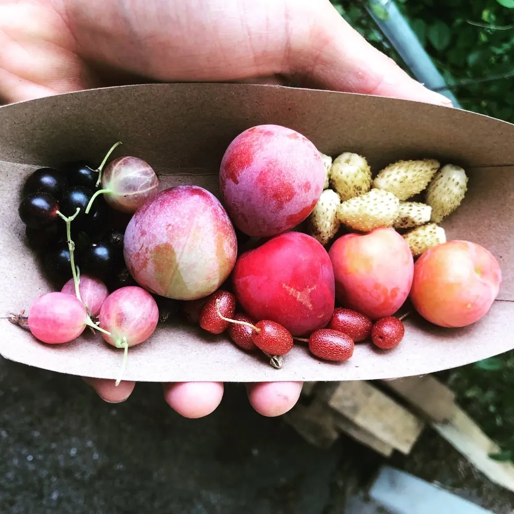 Affordable residential landscaping in St. Louis, MO - Custom Foodscaping