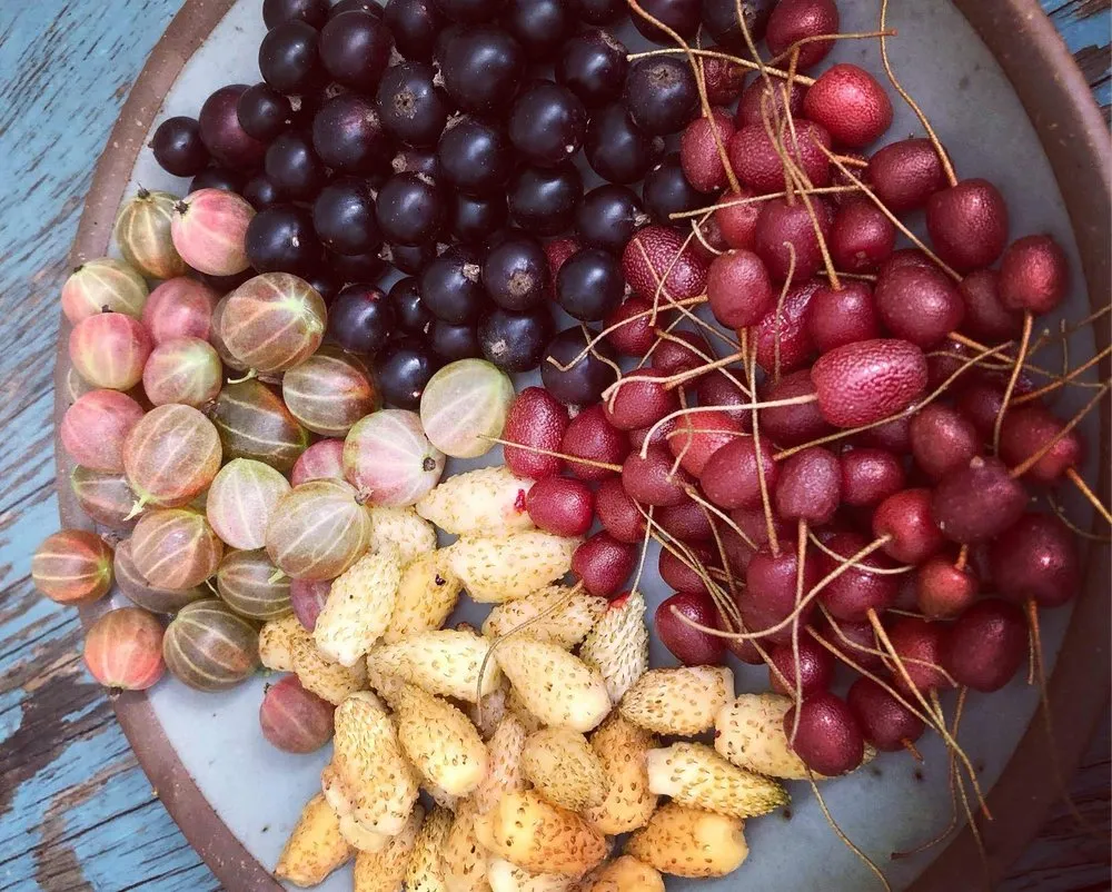 Professional outdoor landscaping for homes across St. Louis, MO - Custom Foodscaping